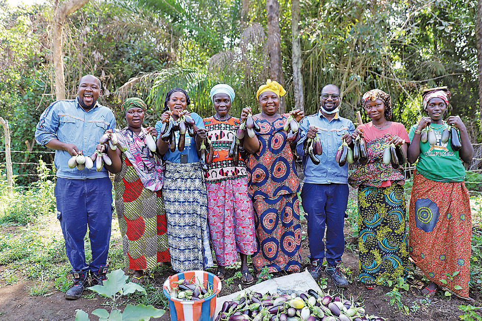 图为九游app
几内亚员工与斗巴村村民分享茄子丰收的喜悦。陈雅雯 摄